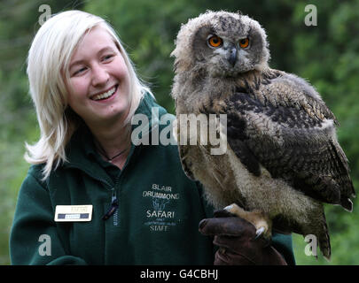 Le gardien d'animaux Steph Green avec Gloria, un poussin de 11 semaines de hibou de l'aigle, au parc de safari Blair Drummond près de Stirling. Banque D'Images