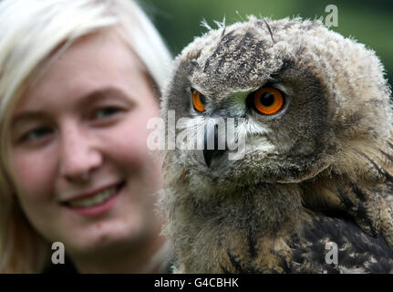 Blair Drummond eagle owl chick Banque D'Images