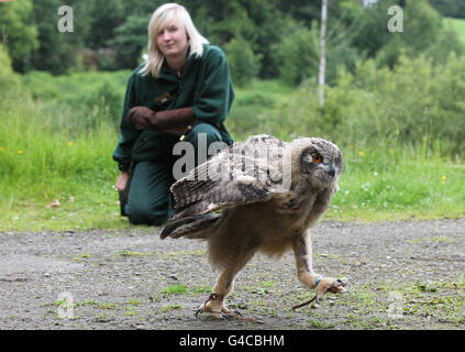 La gardienne d'animaux Steph Green observe Gloria, une poussette de 11 semaines de hibou de l'aigle, alors qu'elle fait ses premiers pas à l'extérieur de son enclos au parc safari Blair Drummond près de Stirling. Banque D'Images