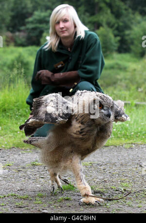 La gardienne d'animaux Steph Green observe Gloria, une poussette de 11 semaines de hibou de l'aigle, alors qu'elle fait ses premiers pas à l'extérieur de son enclos au parc safari Blair Drummond près de Stirling. Banque D'Images