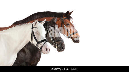 Différentes races de chevaux en face d'un fond blanc, isolé Banque D'Images