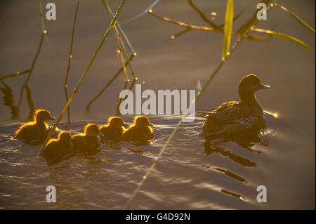 Canard sur un lac pendant le coucher du soleil à Kuopio, Finlande Banque D'Images