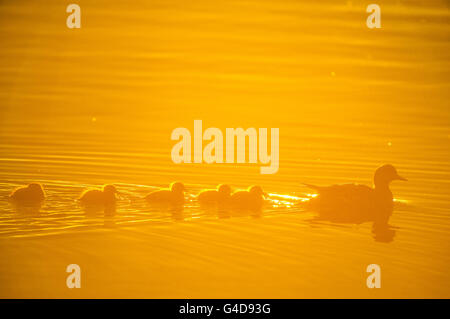 Canard sur un lac pendant le coucher du soleil à Kuopio, Finlande Banque D'Images