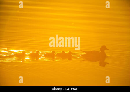 Canard sur un lac pendant le coucher du soleil à Kuopio, Finlande Banque D'Images