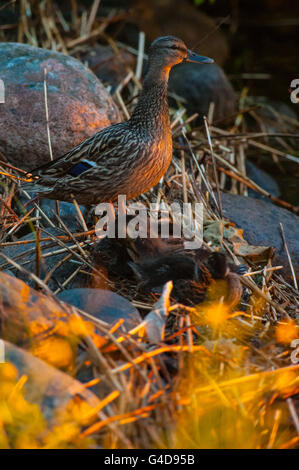 Canard sur un lac pendant le coucher du soleil à Kuopio, Finlande Banque D'Images