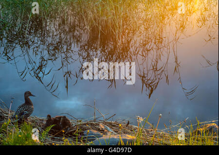 Canard sur un lac pendant le coucher du soleil à Kuopio, Finlande Banque D'Images