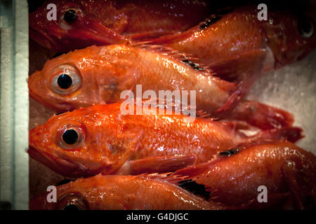 Le marché aux poissons de Tsukiji à Tokyo, Japon Banque D'Images