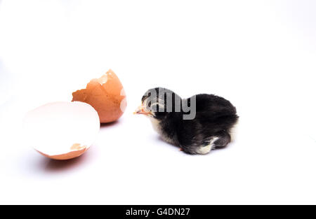 Black poussins éclos des œufs isolé sur fond blanc. ; Banque D'Images