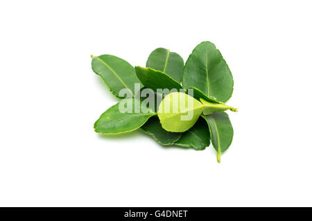 Les feuilles de combava isolé sur fond blanc. Banque D'Images