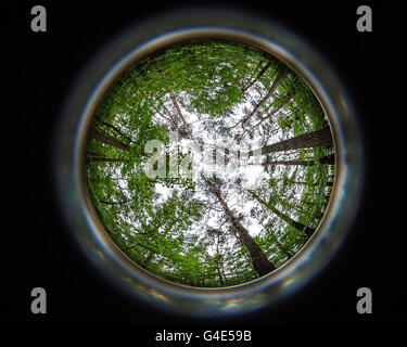 Le Treetops, 8mm fish-eye shot d'arbres Banque D'Images
