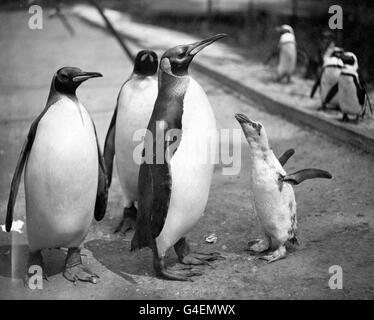 Manchots royaux et bébé dans l'enclos des pingouins au zoo de Londres. En arrière-plan sont les pingouins magellaniques, qui partagent l'enceinte. Banque D'Images