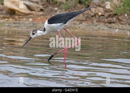 Himantopus himantopus Black winged stilt de la Réserve ornithologique du Teich France Banque D'Images