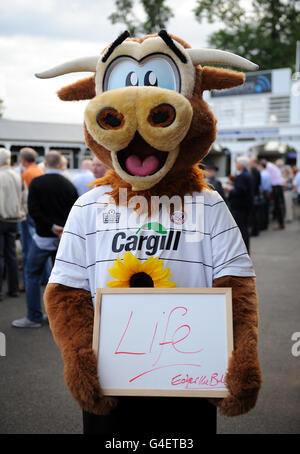 Courses hippiques - nuits d'Uttoxeter - Hippodrome d'Uttoxeter.La mascotte unie Hereford Edgar The Bull tient un panneau affichant le mot qu'il pense le mieux décrit Hospices Banque D'Images