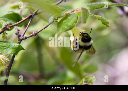 Bumblebee recueille nectar de fleurs Banque D'Images