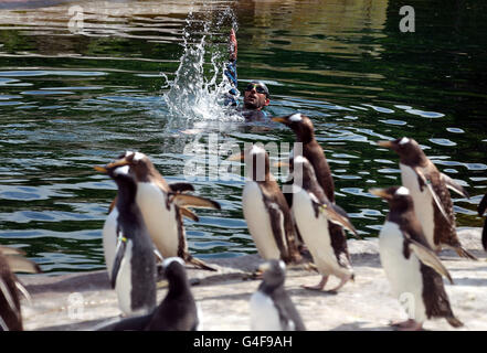 Rob Thomas, directeur de la conservation et de la recherche de la Royal Zoological Society of Scotland, nage dans la piscine extérieure des pingouins du zoo d'Édimbourg. Banque D'Images