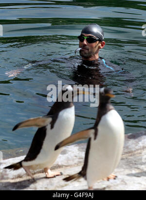 Les pingouins au Zoo d'Edimbourg Banque D'Images