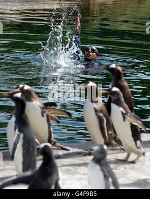 Rob Thomas, directeur de la conservation et de la recherche de la Royal Zoological Society of Scotland, nage dans la piscine extérieure des pingouins du zoo d'Édimbourg. Banque D'Images