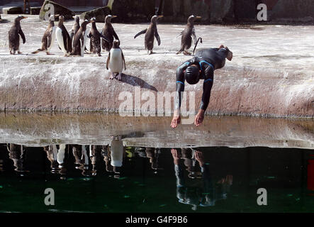 Rob Thomas, directeur de la conservation et de la recherche de la Royal Zoological Society of Scotland, plonge dans la piscine extérieure des pingouins du zoo d'Édimbourg. Banque D'Images