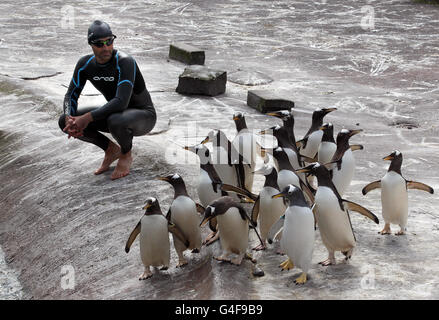 Rob Thomas, directeur de la conservation et de la recherche de la Royal Zoological Society of Scotland, à l'intérieur de l'enceinte extérieure des pingouins du zoo d'Édimbourg. Banque D'Images