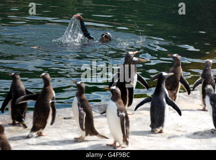 Les pingouins au Zoo d'Edimbourg Banque D'Images