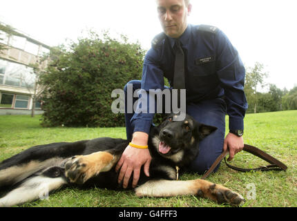 Le gendarme Phil Wells de l'unité de soutien des chiens de la police métropolitaine avec le chien de police OBI, un Berger allemand de trois ans, qui a subi un crâne fracturé lorsqu'il a été frappé par une brique lors des émeutes de Tottenham le samedi 6 août, au poste de police de West Drayton à l'ouest de Londres. Banque D'Images