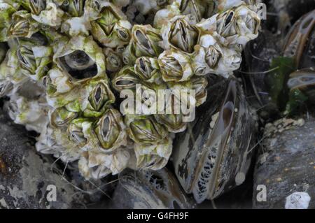 (Balane Balanus crenatus ou Chthamalus stellatus) se nourrissant de plancton sur moule commune - la moule bleue (Mytilus edulis) Banque D'Images