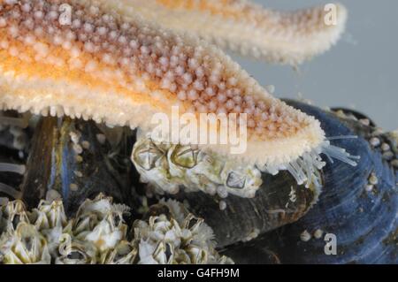 L'Étoile de mer commune (Asterias rubens) essayer de nourrir le moule commune - la moule bleue (Mytilus edulis) couverts par les balanes Banque D'Images