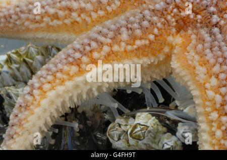 L'Étoile de mer commune (Asterias rubens) essayer de nourrir le moule commune - la moule bleue (Mytilus edulis) couverts par les balanes Banque D'Images