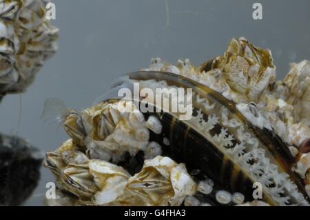 (Balane Balanus crenatus ou Chthamalus stellatus) et moule commune - la moule bleue (Mytilus edulis) se nourrissant de plancton Banque D'Images