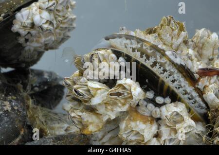 (Balane Balanus crenatus ou Chthamalus stellatus) et moule commune - la moule bleue (Mytilus edulis) se nourrissant de plancton Banque D'Images