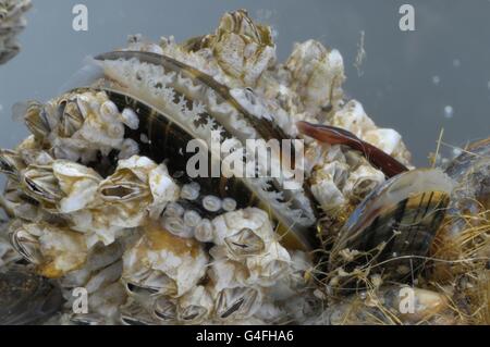 (Balane Balanus crenatus ou Chthamalus stellatus) et moule commune - la moule bleue (Mytilus edulis) se nourrissant de plancton Banque D'Images