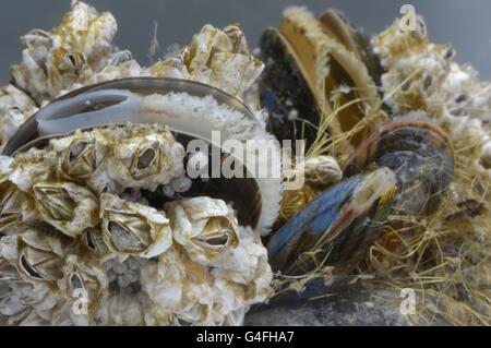 (Balane Balanus crenatus ou Chthamalus stellatus) et moule commune - la moule bleue (Mytilus edulis) se nourrissant de plancton Banque D'Images