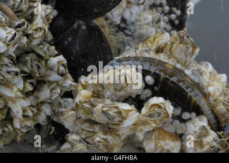 (Balane Balanus crenatus ou Chthamalus stellatus) et moule commune - la moule bleue (Mytilus edulis) se nourrissant de plancton Banque D'Images