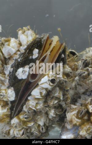 (Balane Balanus crenatus ou Chthamalus stellatus) et moule commune - la moule bleue (Mytilus edulis) se nourrissant de plancton Banque D'Images