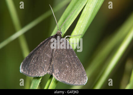 Ramoneur Odezia atrata (papillon). Jour noir distinctif-battant les espèces de la famille des Geometridés, au repos sur l'herbe Banque D'Images