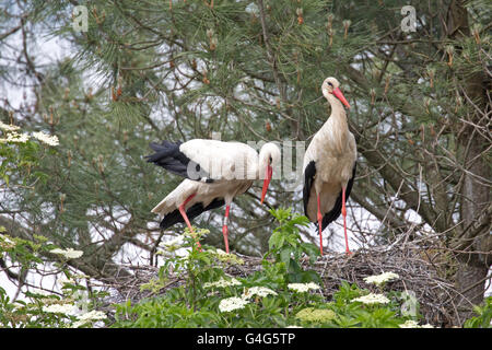 Deux Cigognes blanches Ciconia ciconia sur la réserve ornithologique du Teich France Banque D'Images