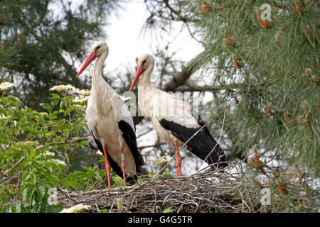 Deux Cigognes blanches Ciconia ciconia sur la réserve ornithologique du Teich France Banque D'Images