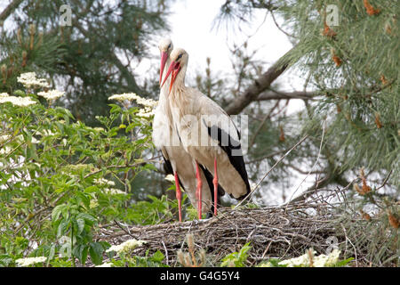 Deux Cigognes blanches Ciconia ciconia sur la réserve ornithologique du Teich France Banque D'Images