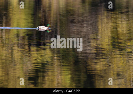 Canard colvert mâle natation à travers une surface du lac à motifs magnifiquement Banque D'Images