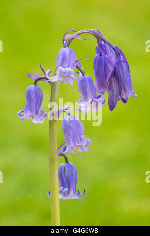Anglais courant, Bluebell Hyacinthoides nonscripta Banque D'Images