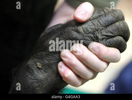 L'EFP Simon Girling vérifie Rosie la main et les ongles des chimpanzés lorsqu'il est anesthésié au parc safari de Blair Drummond, car il lui donne un contrôle de santé et prend divers échantillons pour que l'ADN du chimpe puisse être testé. Banque D'Images