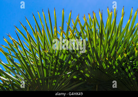 Feuilles de palmier Trachycarpus fortunei against a blue sky Banque D'Images