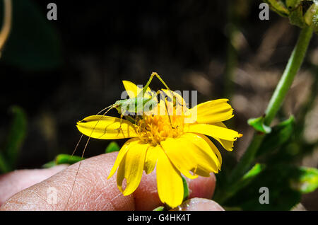 Une nymphe, susceptibles d'une Californie longicorne sauterelle avec de très longues antennes. Banque D'Images