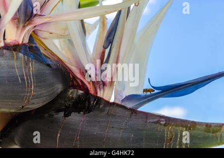 Les abeilles du miel la visite d'un oiseau de paradis géant Strelitzia nicolai plante Banque D'Images