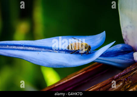 Les abeilles du miel la visite d'un oiseau de paradis géant Strelitzia nicolai plante Banque D'Images