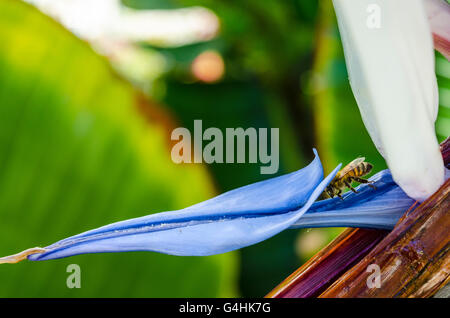 Les abeilles du miel la visite d'un oiseau de paradis géant Strelitzia nicolai plante Banque D'Images