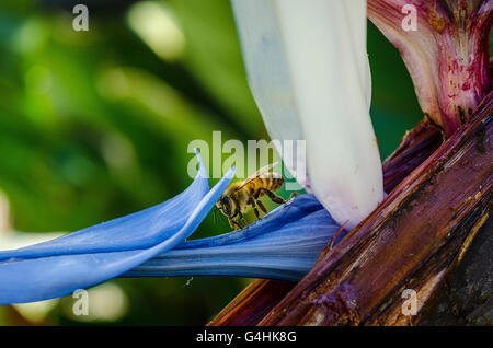 Les abeilles du miel la visite d'un oiseau de paradis géant Strelitzia nicolai plante Banque D'Images