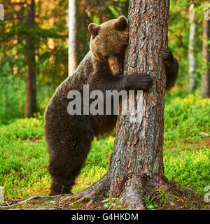 Ours brun très fatigué s'appuie contre un arbre dans un ours brun très fatigué s'appuie contre un arbre dans une forêt finlandaise Banque D'Images