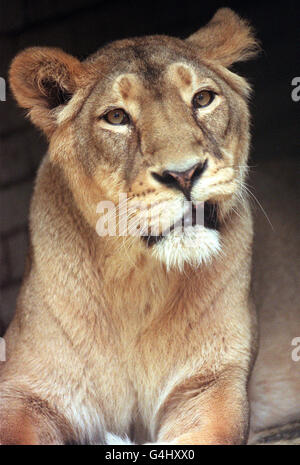 Lionne/Zoo de Londres 1 Banque D'Images