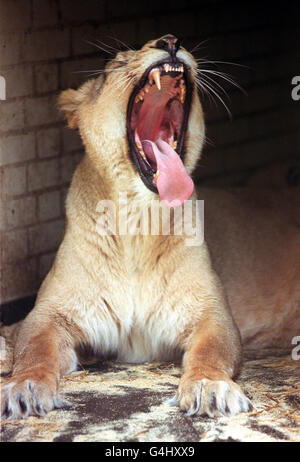 Lionne/Zoo de Londres 2 Banque D'Images